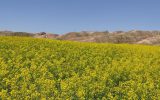 مزرعه کلزا شش هکتار ی  جهاد کشاورزی بخش سوری شهرستان رومشکان