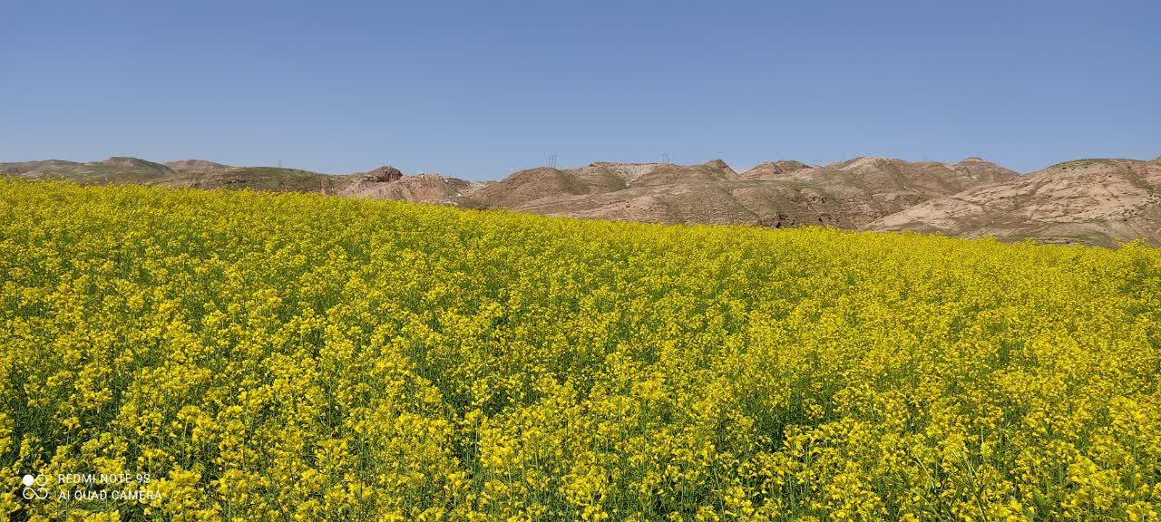 مزرعه کلزا شش هکتار ی  جهاد کشاورزی بخش سوری شهرستان رومشکان