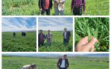 بازدید مدیر حفظ نباتات لرستان از مزارع حوزه عمل شهرستان رومشکان