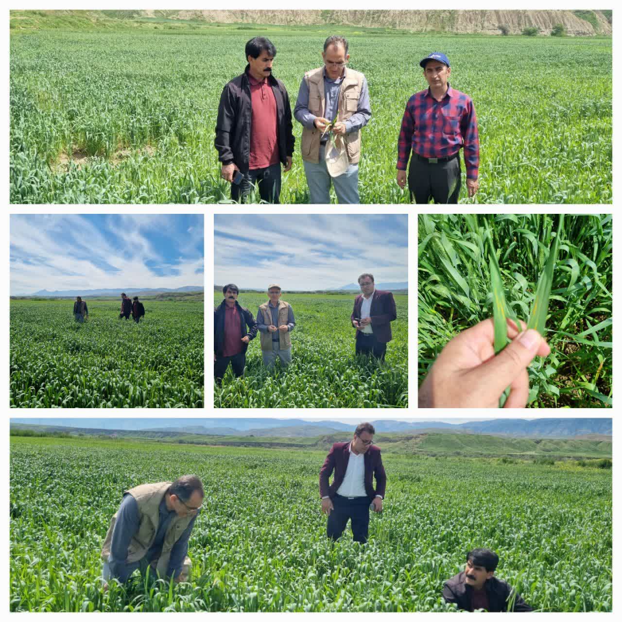 بازدید مدیر حفظ نباتات لرستان از مزارع حوزه عمل شهرستان رومشکان